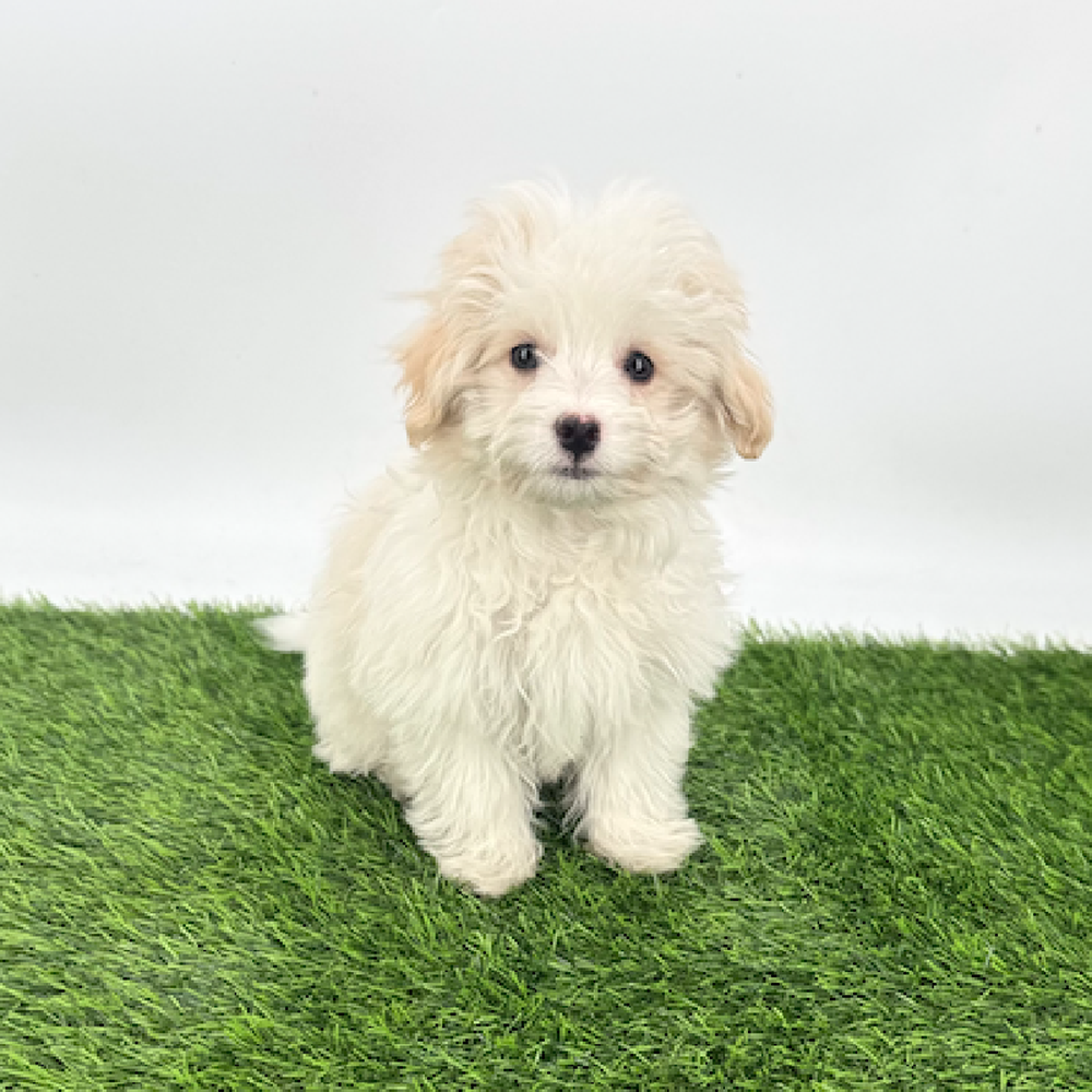 pet breed image