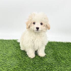 Maltipoo