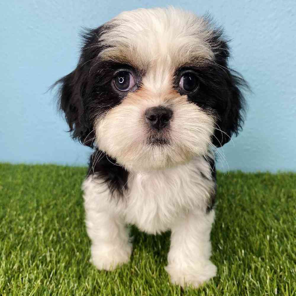 carousel pet images