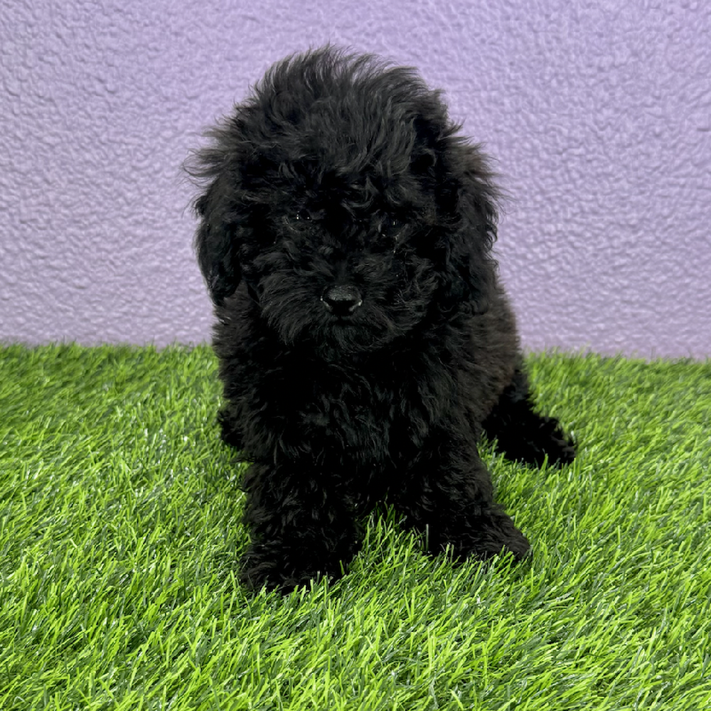 pet breed image
