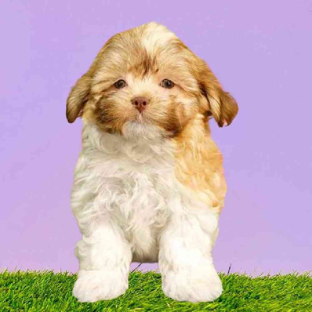 Female Teddy Bear Puppy for Sale in Puyallup, WA