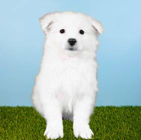 American Eskimo