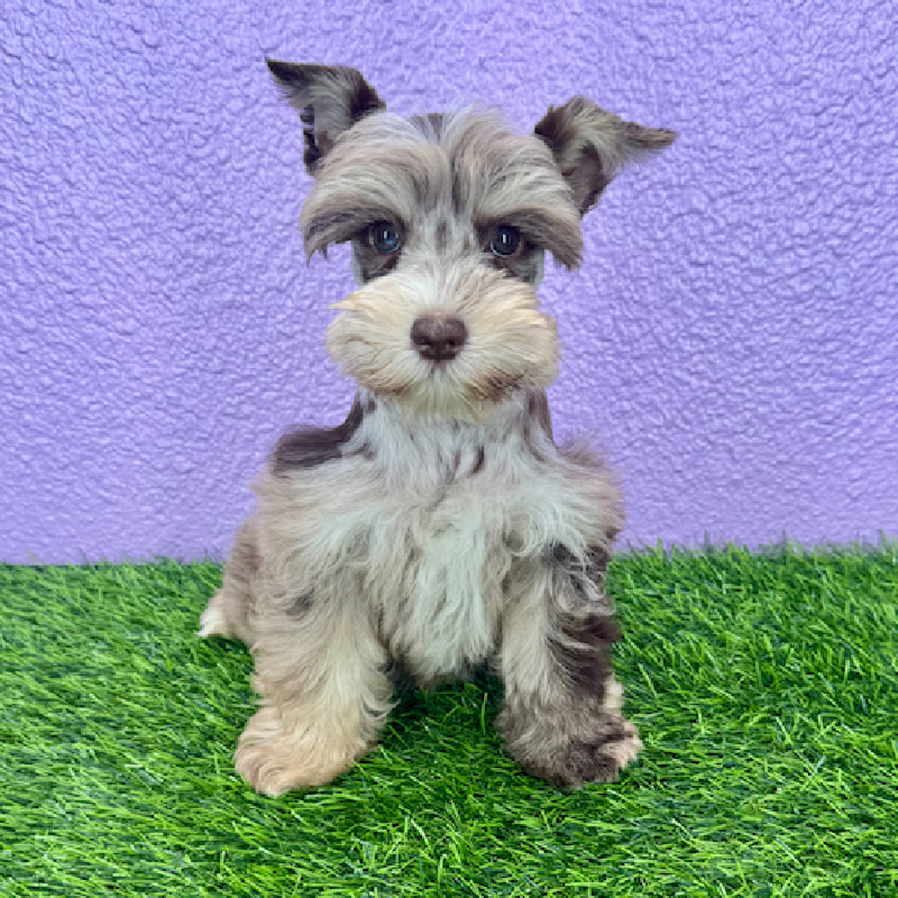 carousel pet images