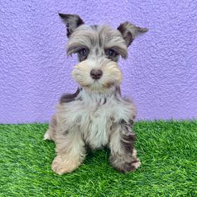 Mini Schnauzer