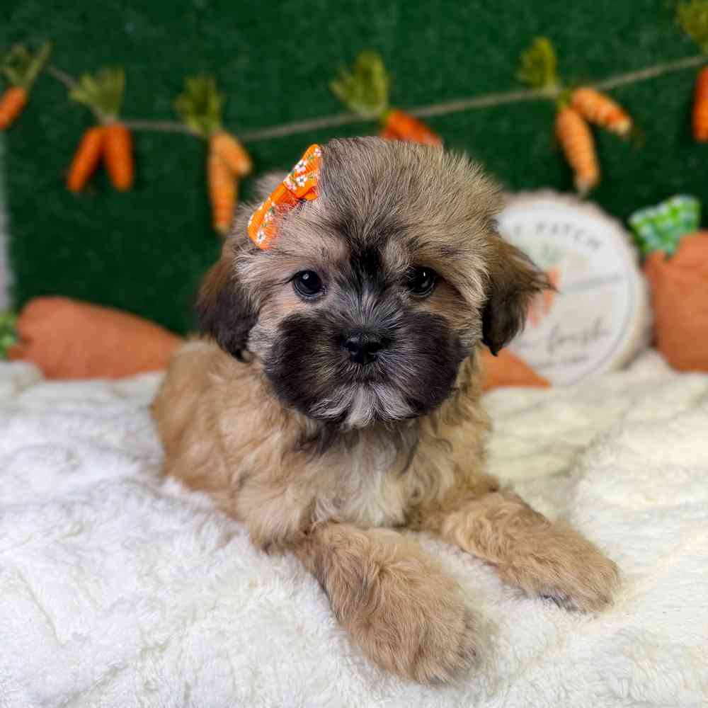 carousel pet images