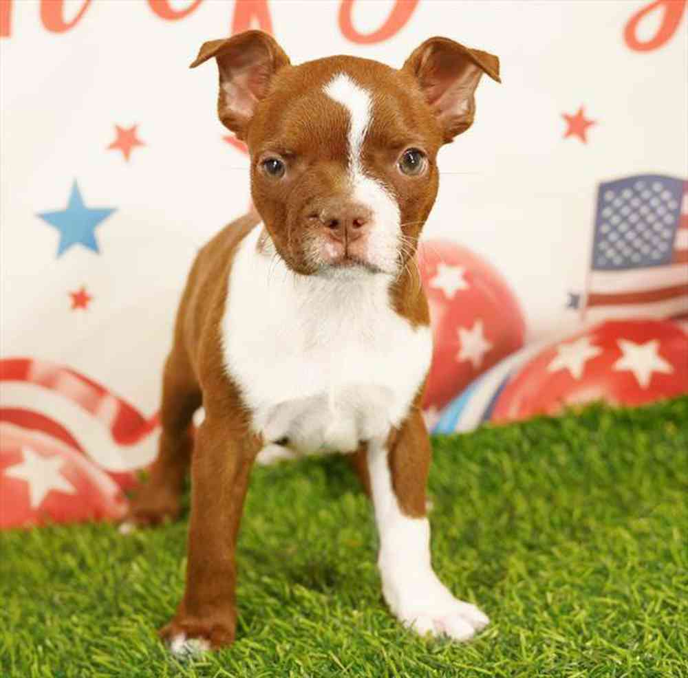pet breed image