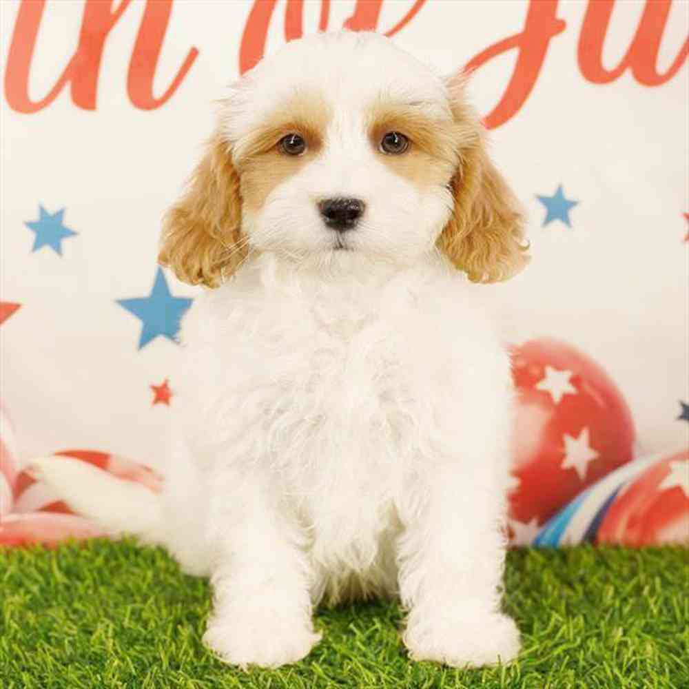 pet breed image