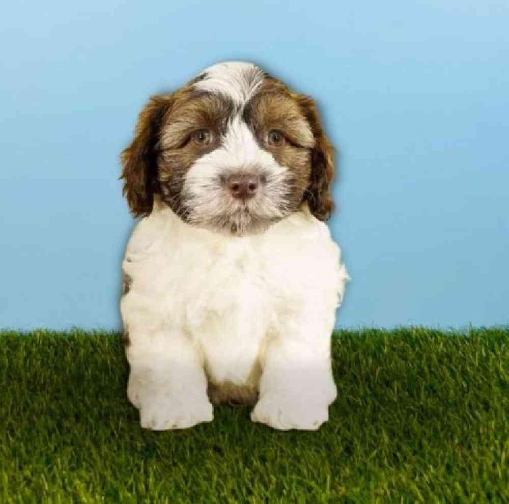 Male Havanese Puppy for sale