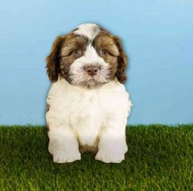 Havanese