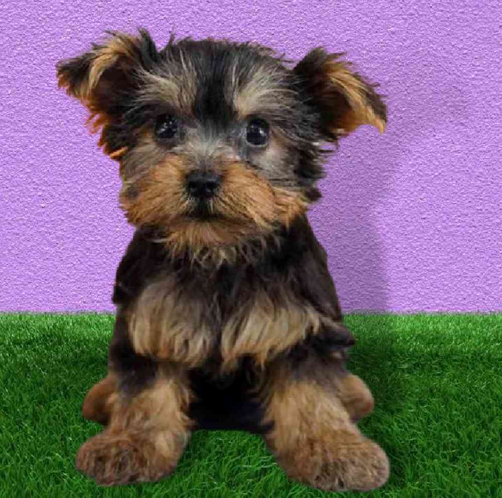 Male Yorkie Puppy for sale