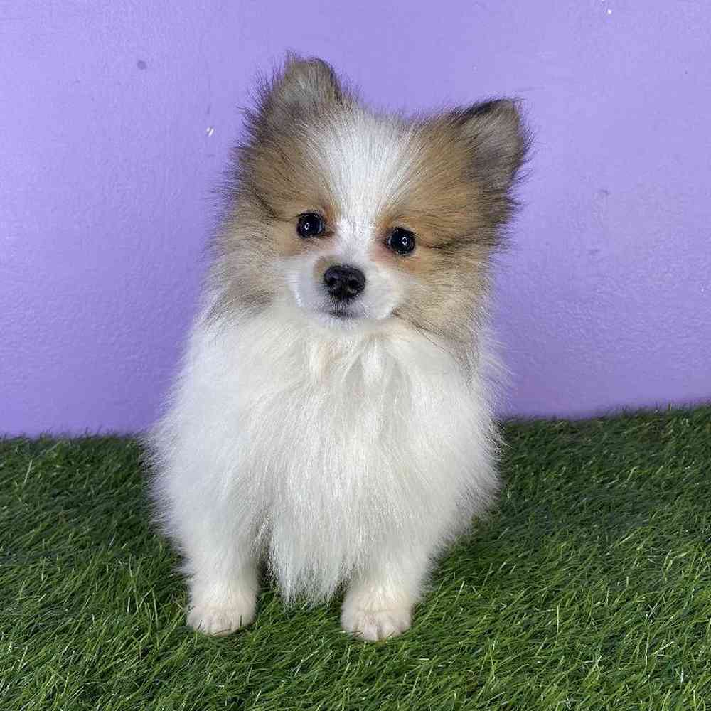 carousel pet images