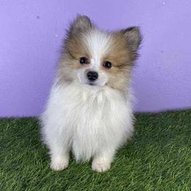 Pomeranian