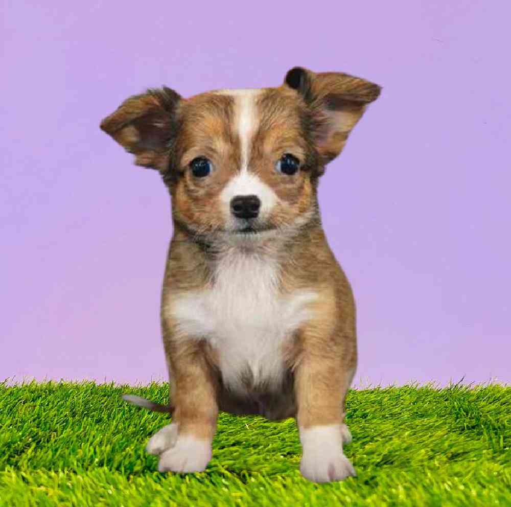 Chihuahua