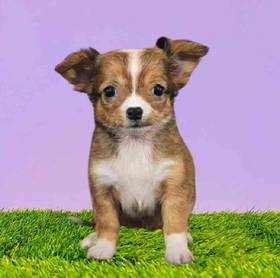 Chihuahua
