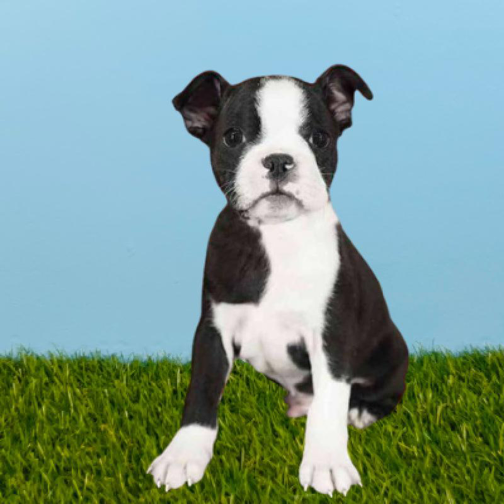 Male Boston Terrier Puppy for sale