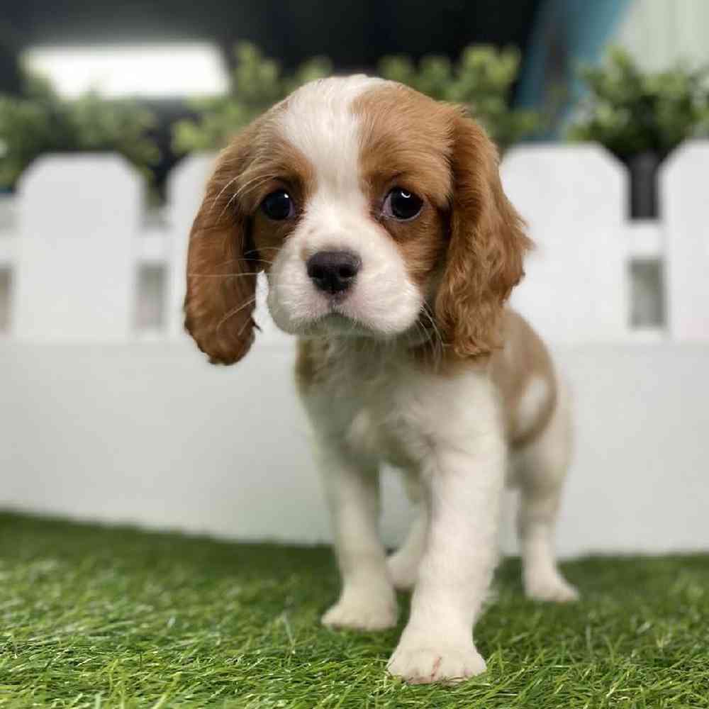 Information on Cavalier King Charles Spaniel Puppies for Sale in Washington