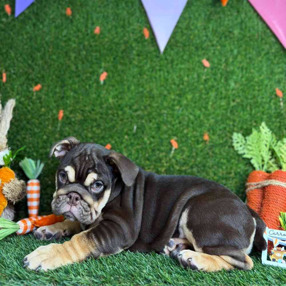carousel pet images