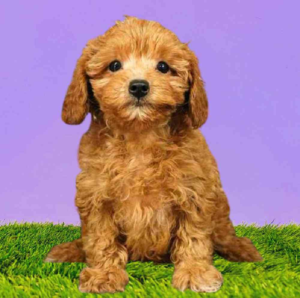 carousel pet images