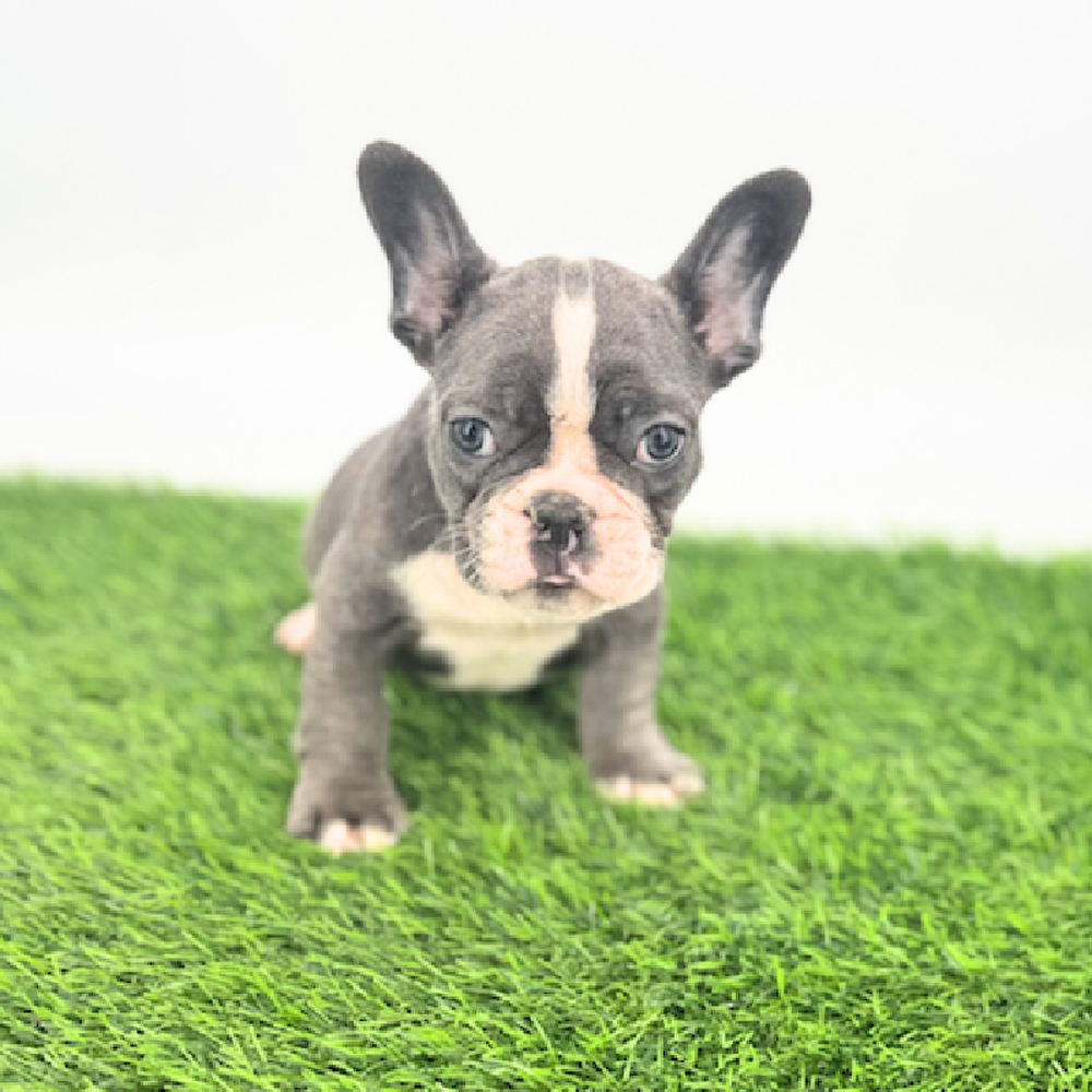 pet breed image