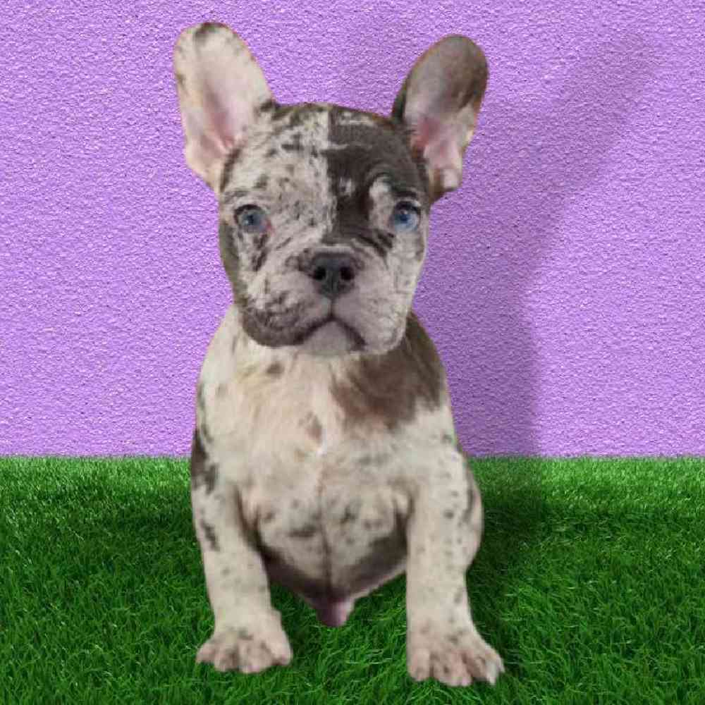 Male French Bulldog Puppy for sale