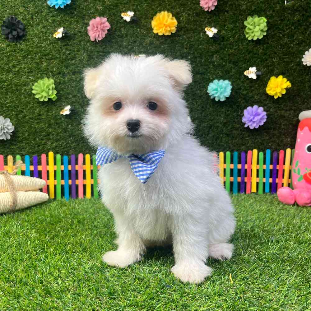 carousel pet images