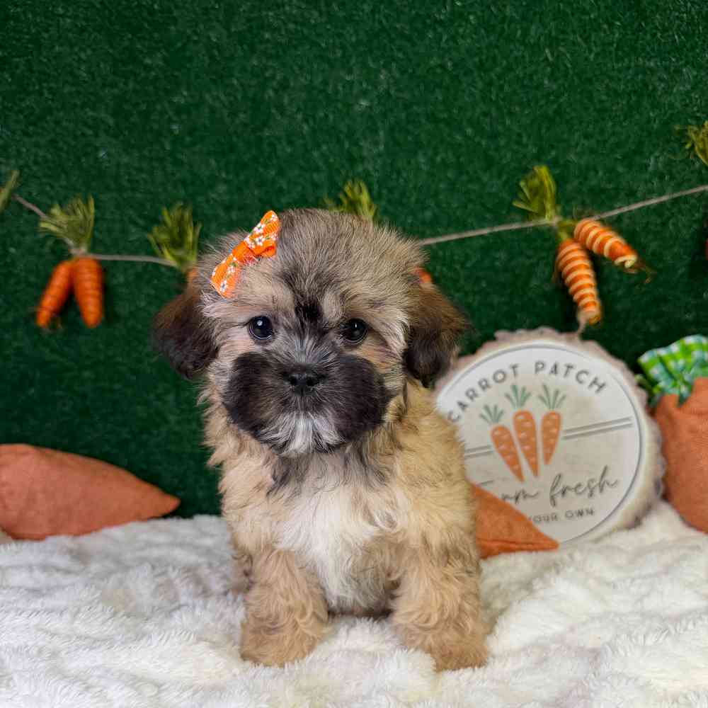 carousel pet images