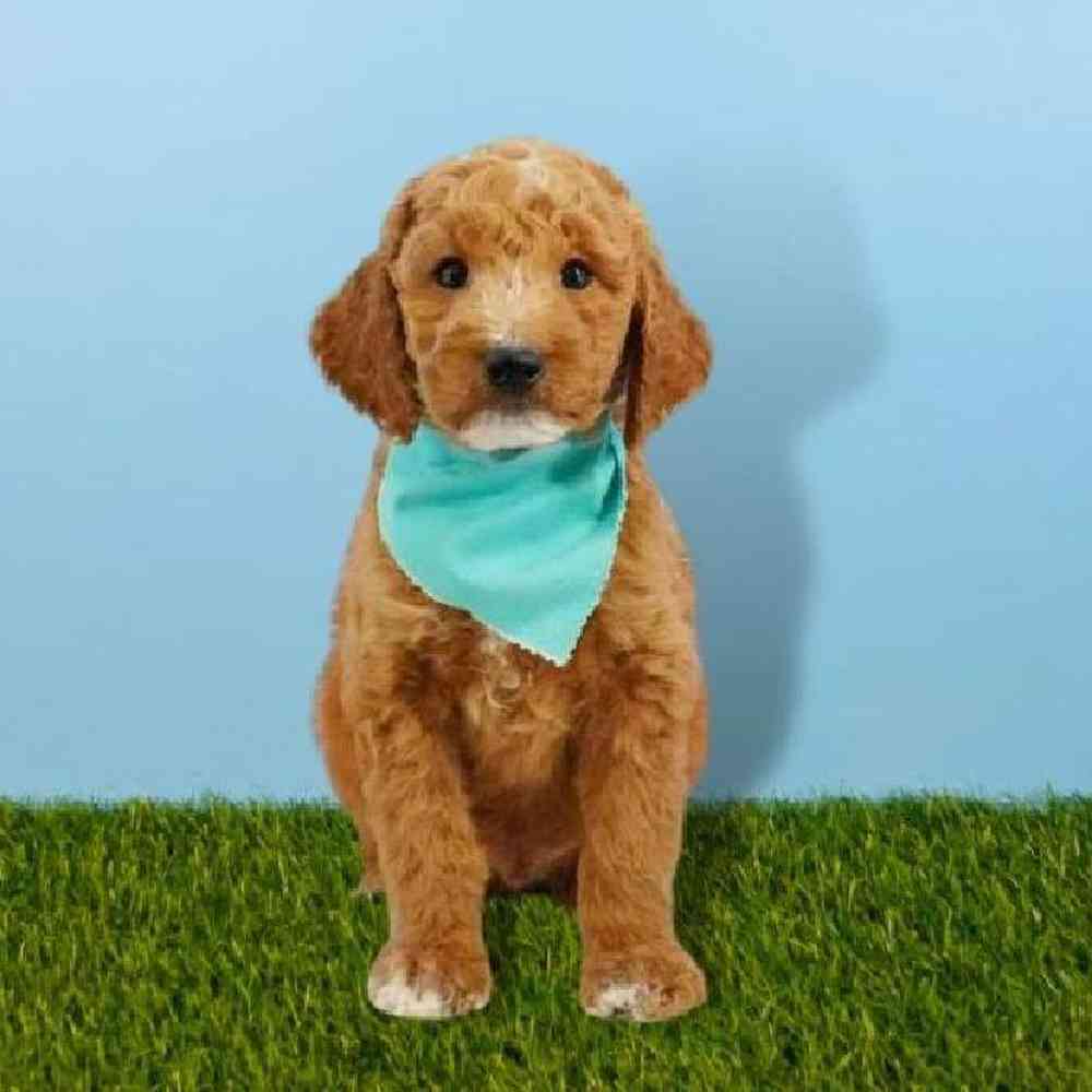 Male 2nd Gen Standard Goldendoodle Puppy for sale