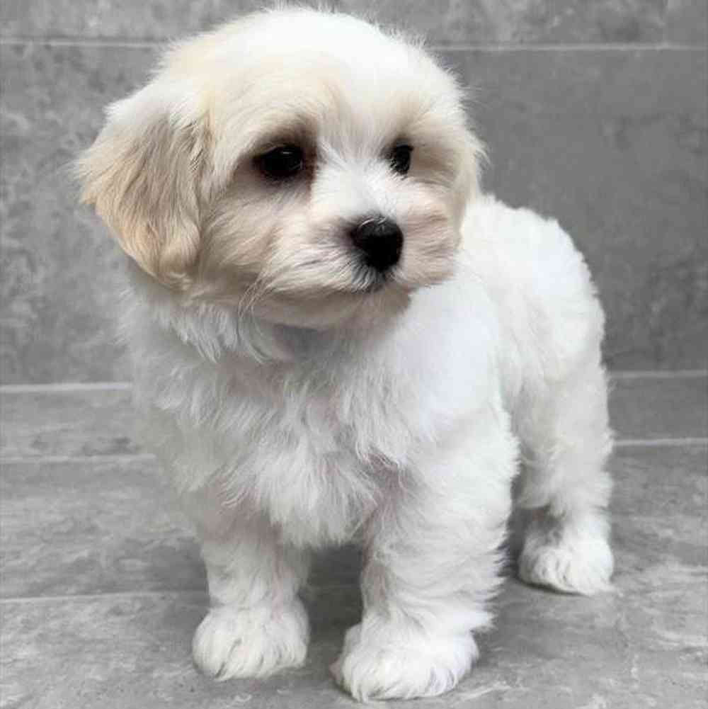 pet breed image