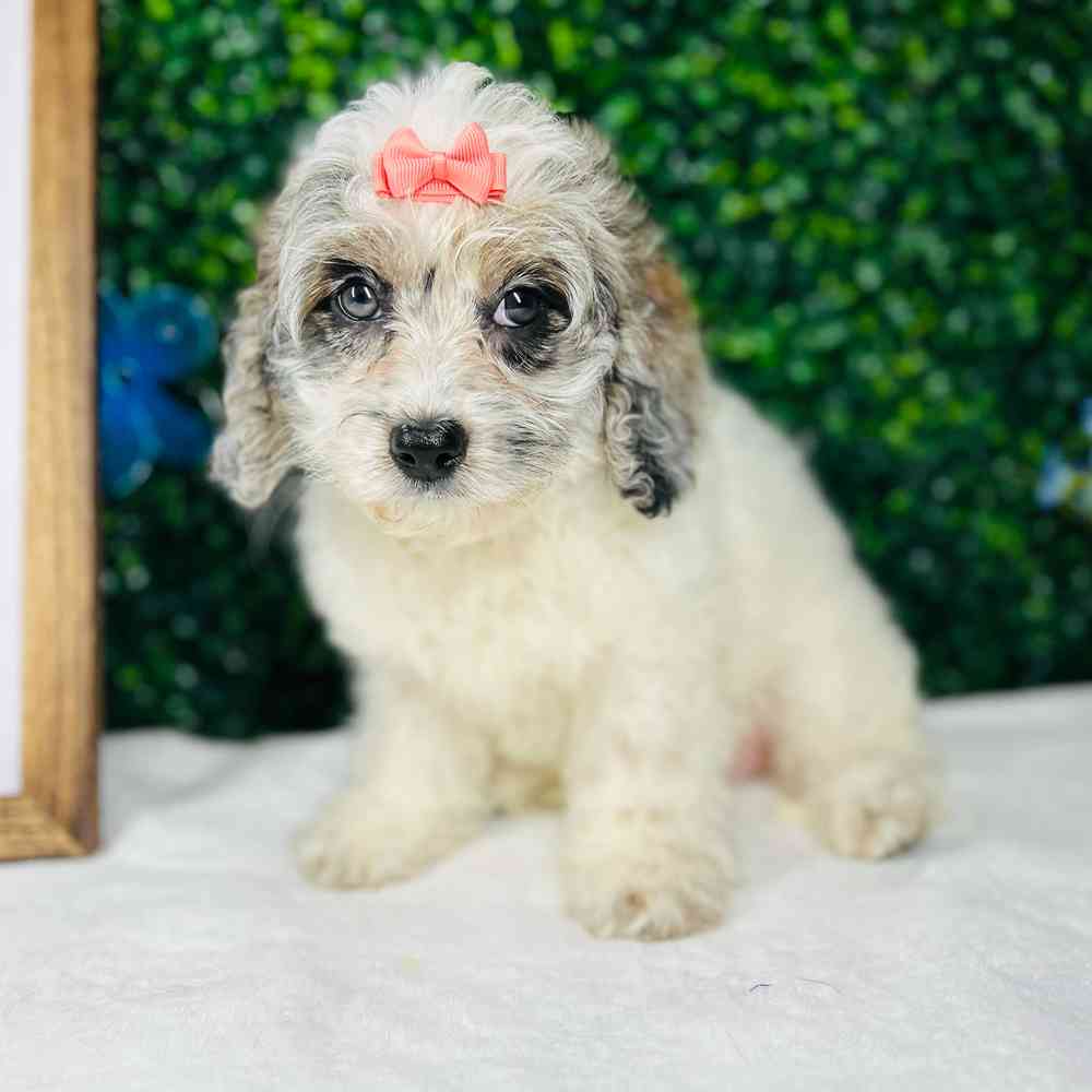 carousel pet images