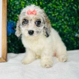 Cockapoo