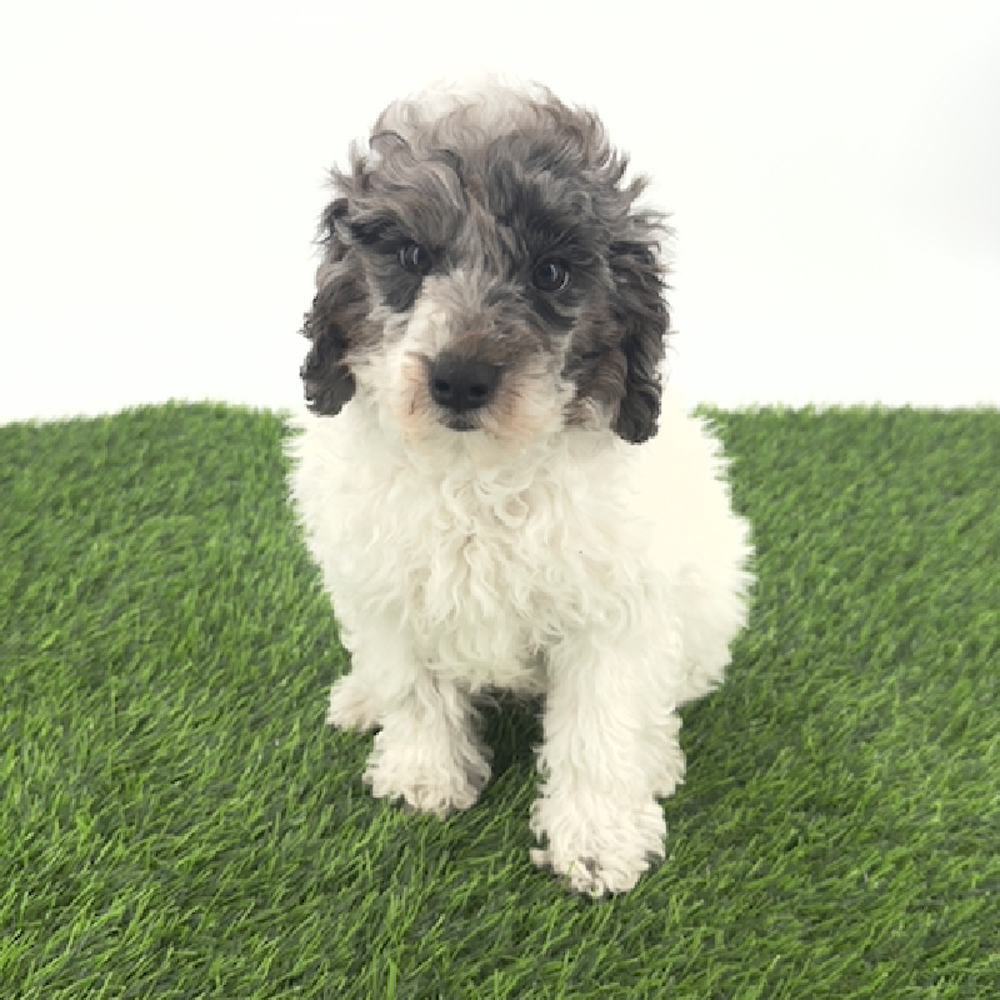 pet breed image