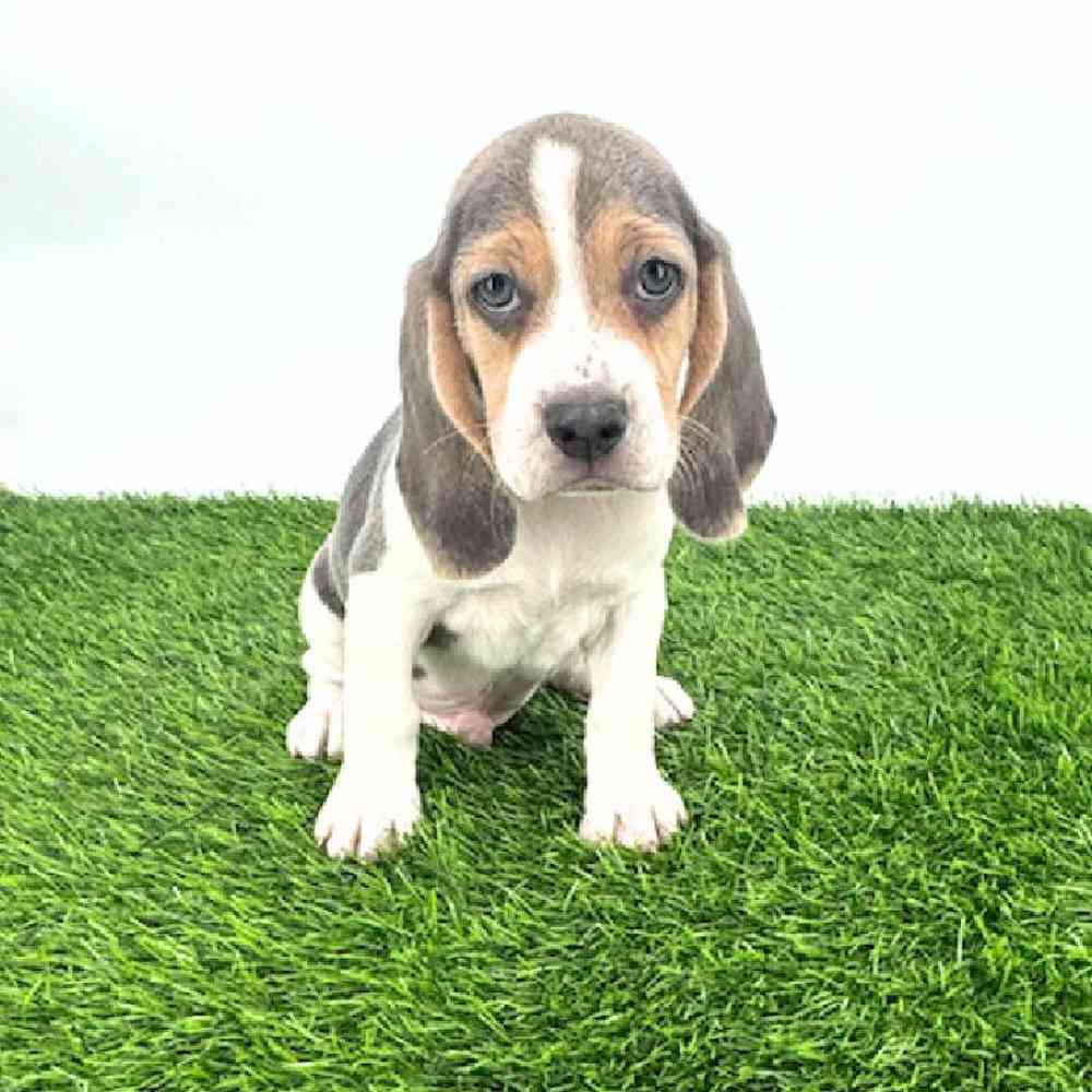 pet breed image