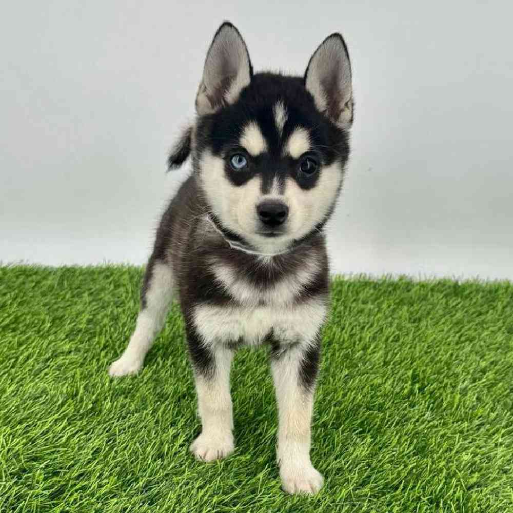 pet breed image