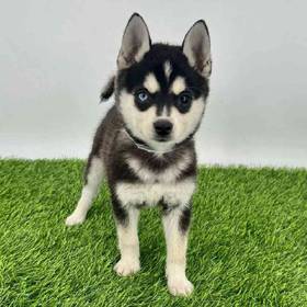 Alaskan Klee Kai
