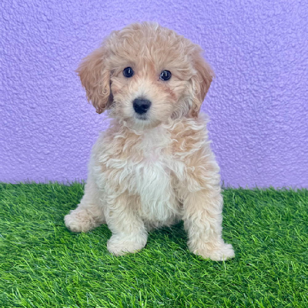 pet breed image