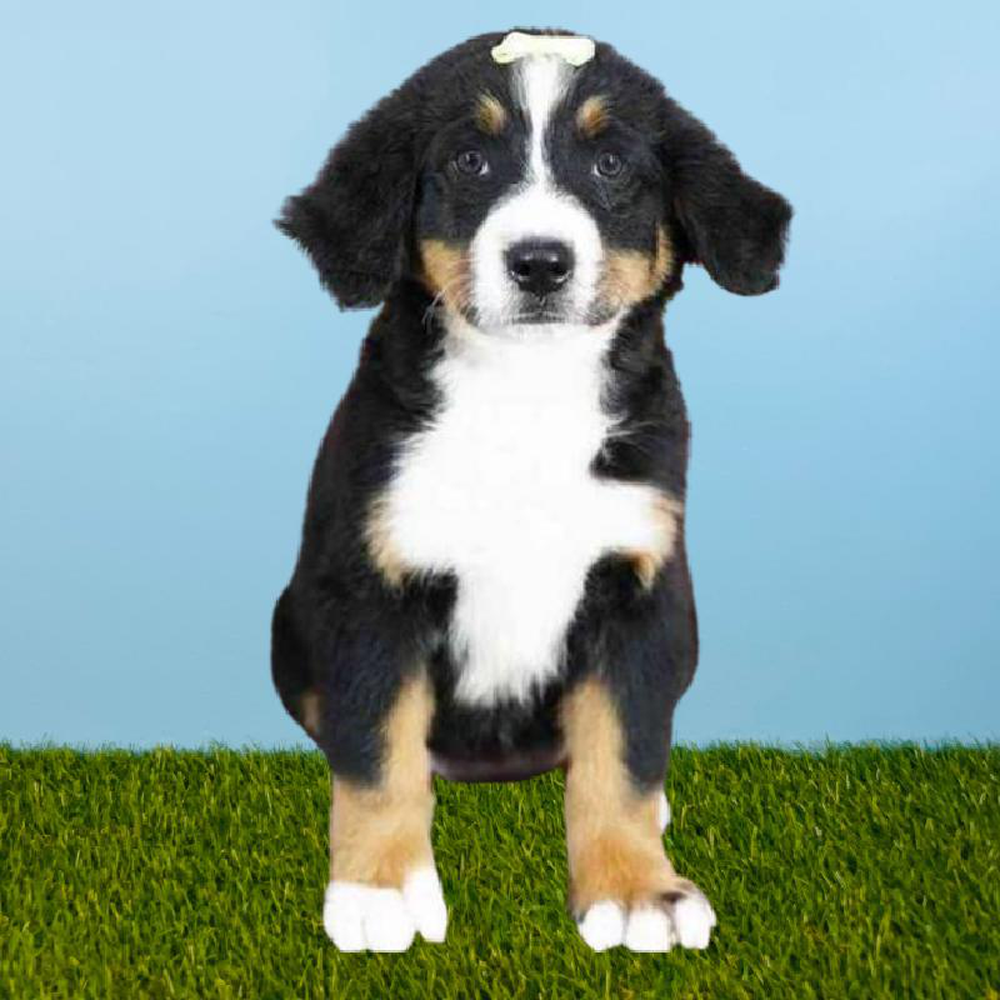 Female Bernese Mountain Dog Puppy for sale