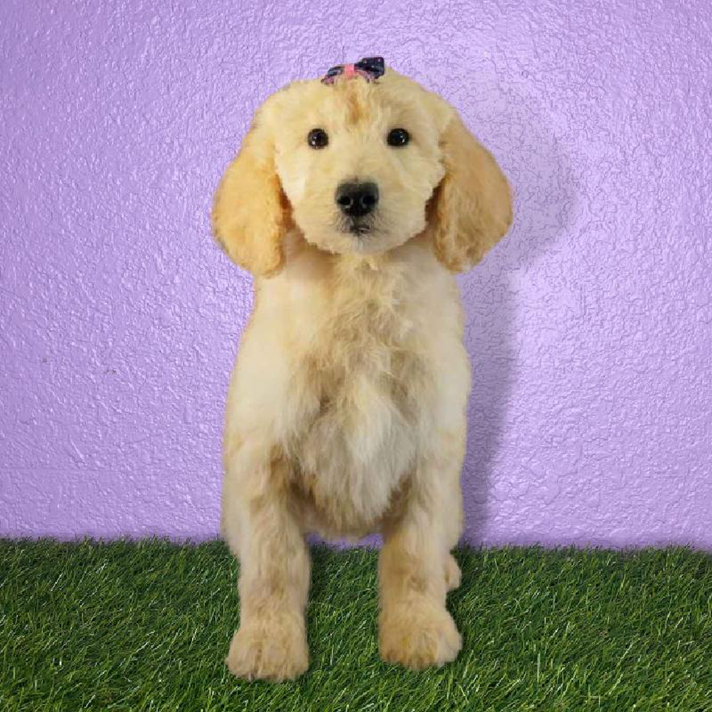 Female 2nd Gen Standard Goldendoodle Puppy for sale
