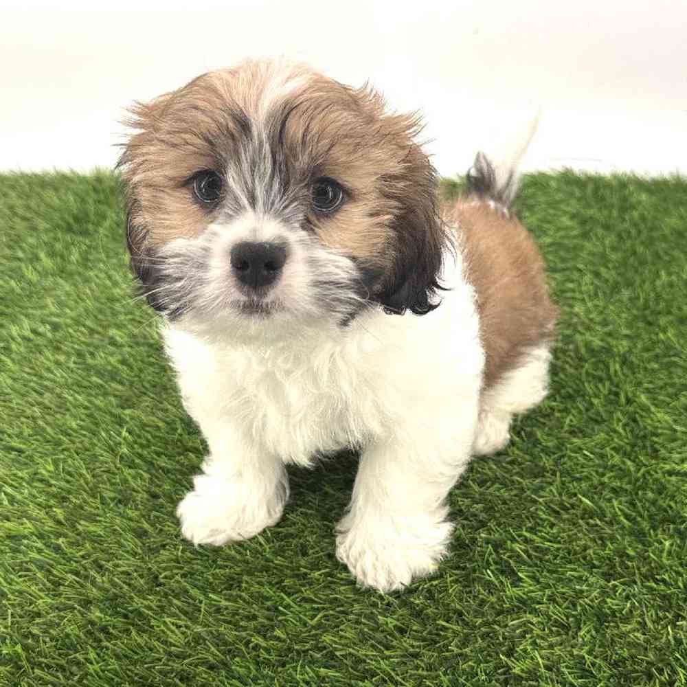 pet breed image