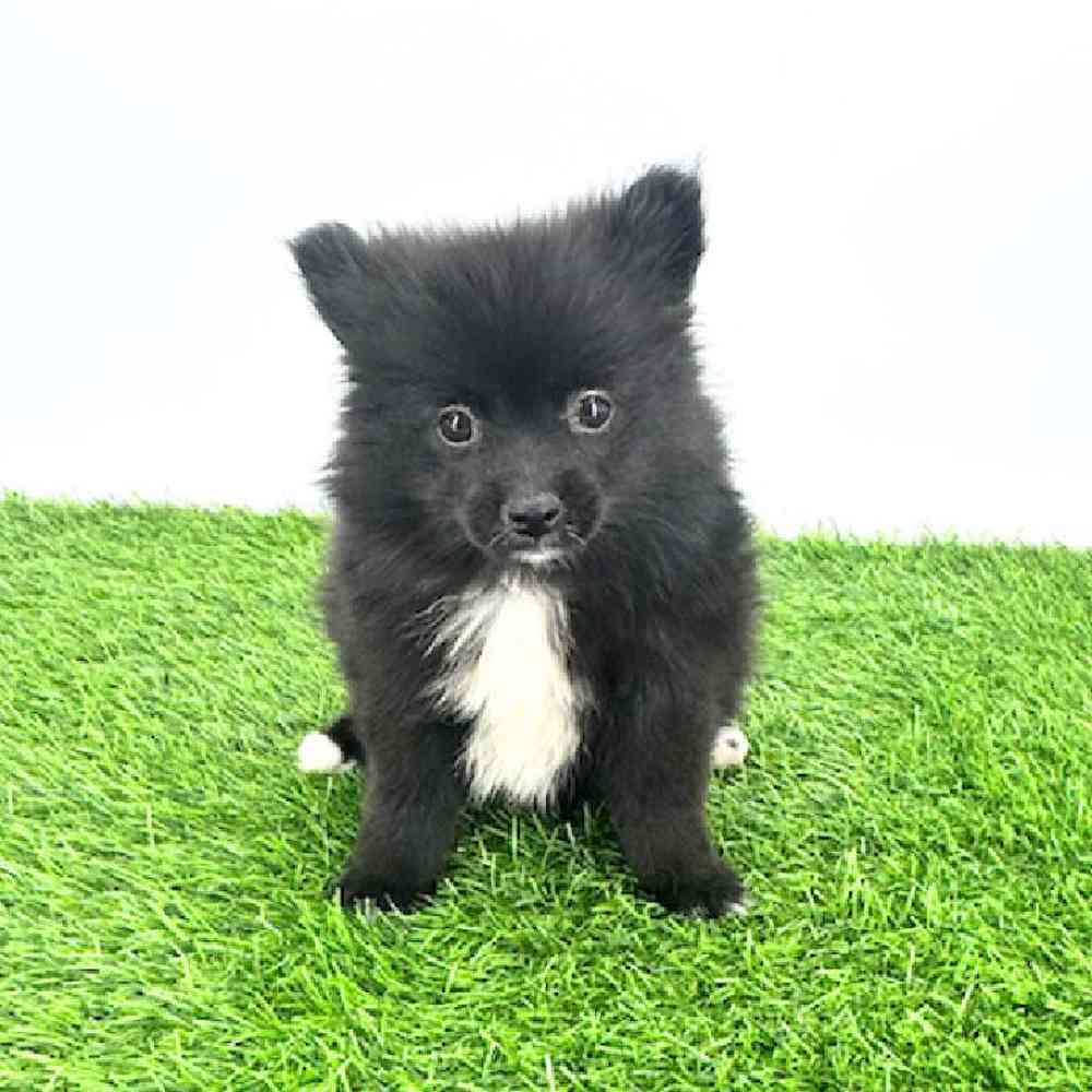 pet breed image