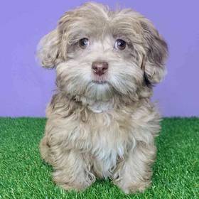 Shizapoo