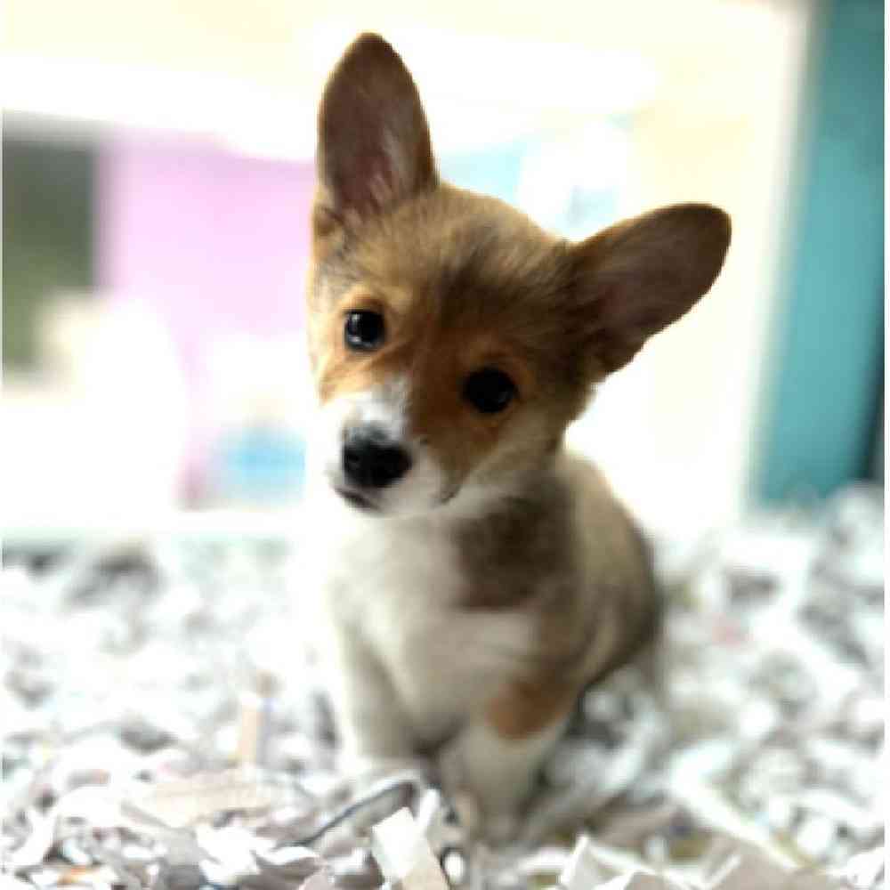 carousel pet images