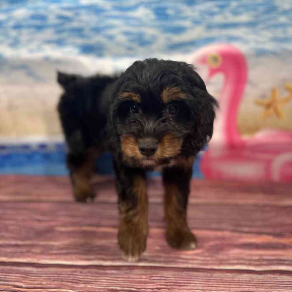 carousel pet images