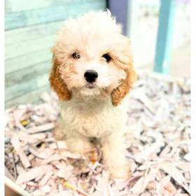 Cavapoo