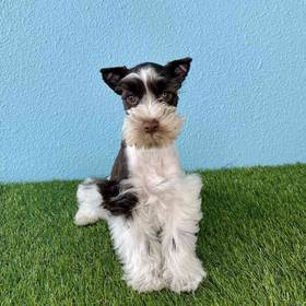 Mini Schnauzer