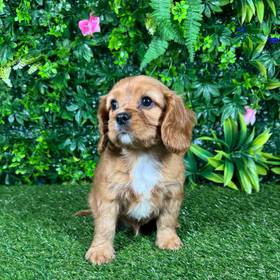 Cavalier King Charles Spaniel