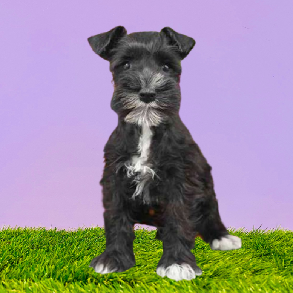 Mini Schnauzer