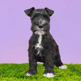 Mini Schnauzer