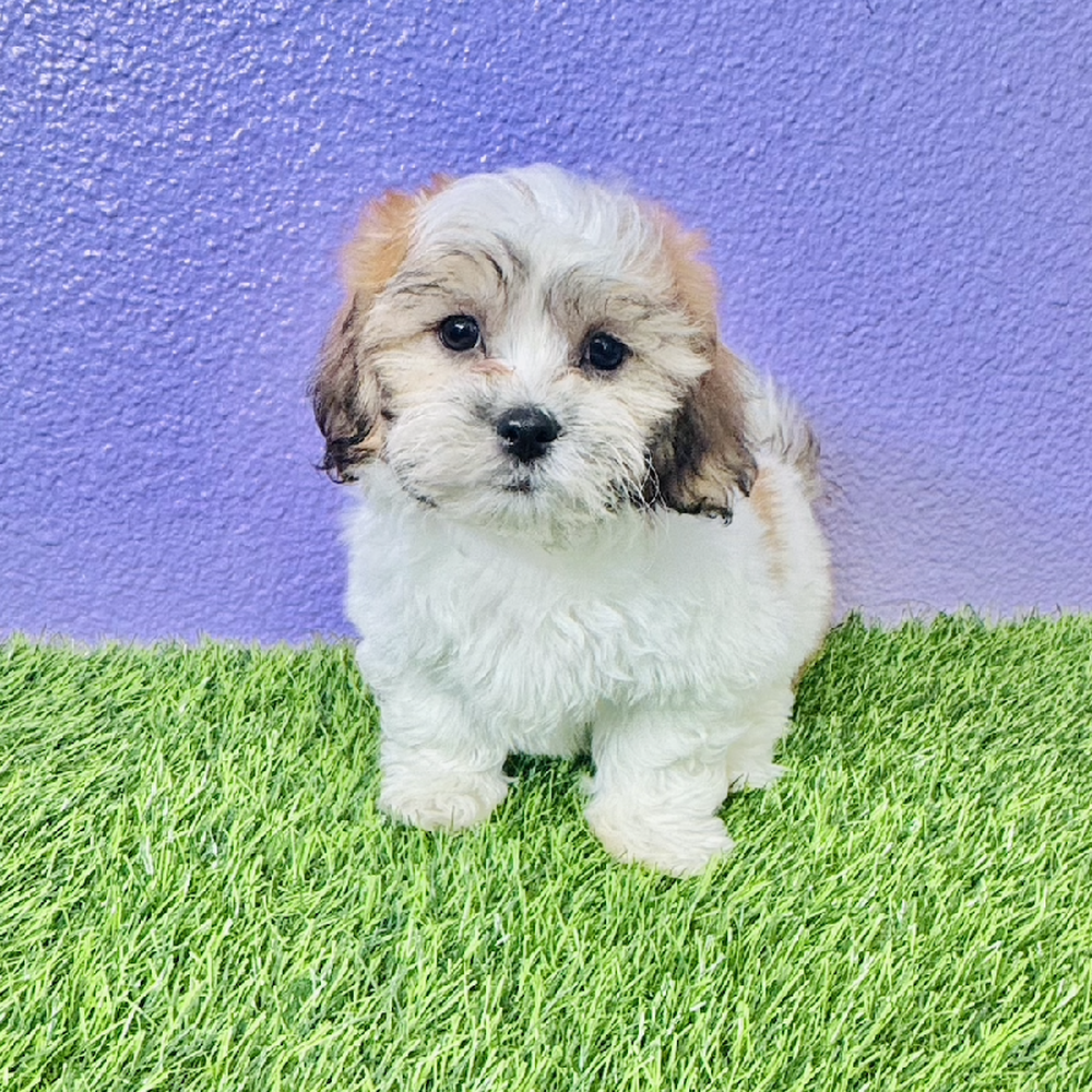pet breed image