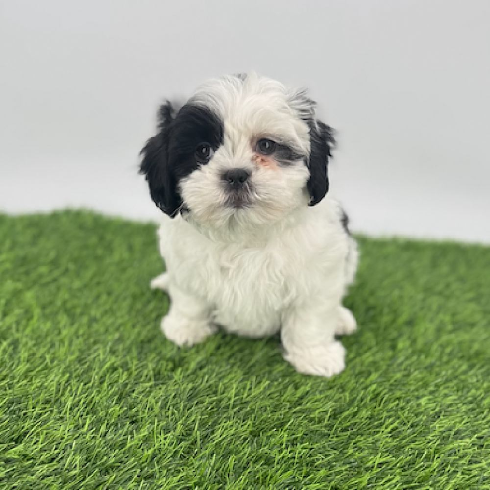 pet breed image