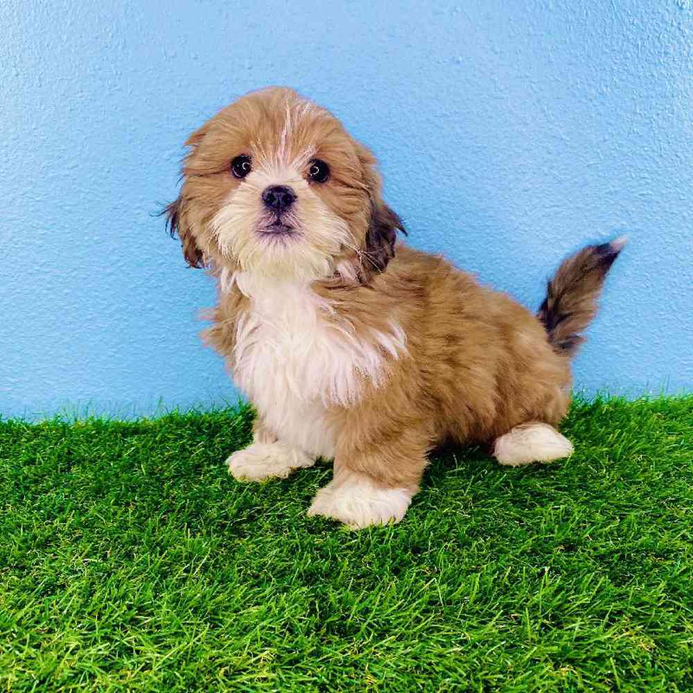 carousel pet images